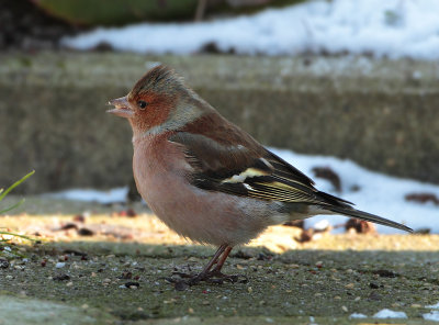 Chaffinch - Fringilla coelebs (Vink)