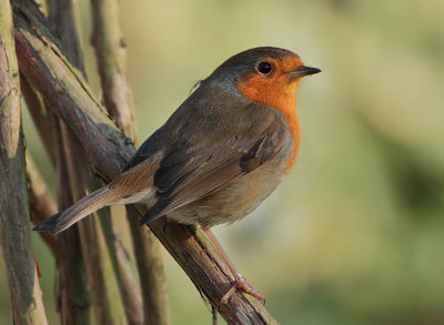 European Robin - Erithacus rubecula (Roodborst)