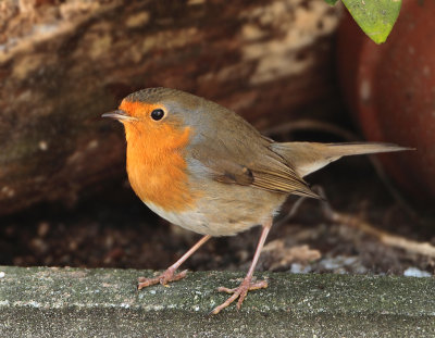 European Robin - Erithacus rubecula (Roodborst)