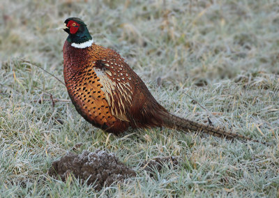 Ring-necked Pheasant - Phasianus colchicus torquatus (Fazant)