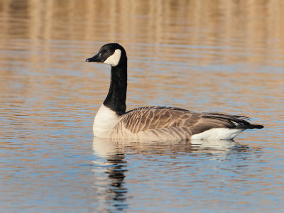 Canada Goose - Branta canadensis (Grote Canadese Gans)
