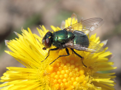 Lucilia caesar (Linnaeus, 1758)