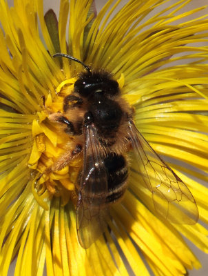 Andrena flavipes (Panzer, 1799)