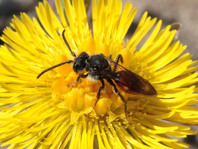 Nomada fabriciana (Linneus, 1767)