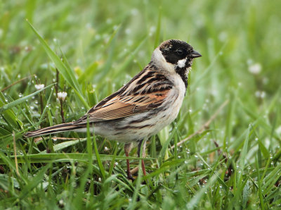 Reed Bunting - Emberiza schoeniclus (Rietgors)