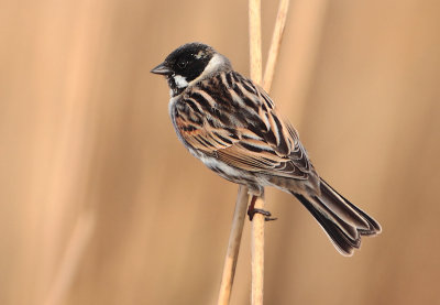 Reed Bunting - Emberiza schoeniclus (Rietgors)