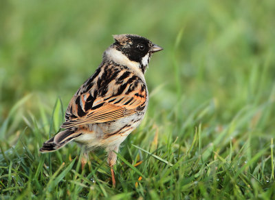 Reed Bunting - Emberiza schoeniclus (Rietgors)