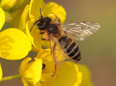 Andrena flavipes (Panzer, 1799)