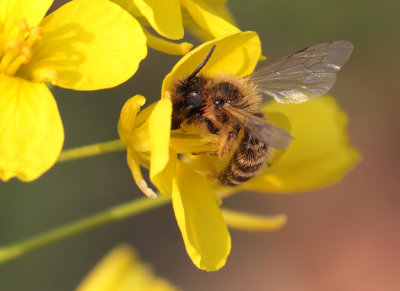 Andrena flavipes (Panzer, 1799)