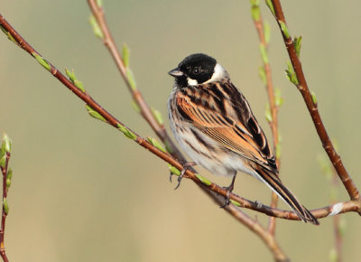 Reed Bunting - Emberiza schoeniclus (Rietgors)