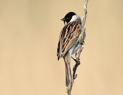 Reed Bunting - Emberiza schoeniclus (Rietgors)