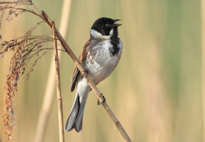 Reed Bunting - Emberiza schoeniclus (Rietgors)