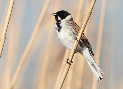 Reed Bunting - Emberiza schoeniclus (Rietgors) 