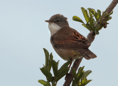 Common Whitethroat - Sylvia communis (Grasmus)