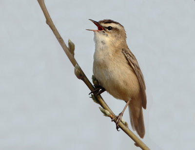 Sedge Warbler - Acrocephalus schoenobaenus (Rietzanger)