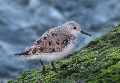 Sanderling - Calidris alba (Drieteenstrandloper)