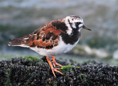 Ruddy Turnstone - Arenaria interpres (Steenloper)