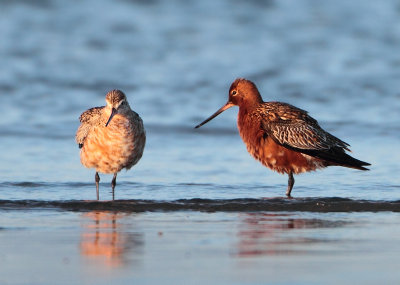 Bar-tailed Godwit - Limosa lapponica (Rosse Grutto)