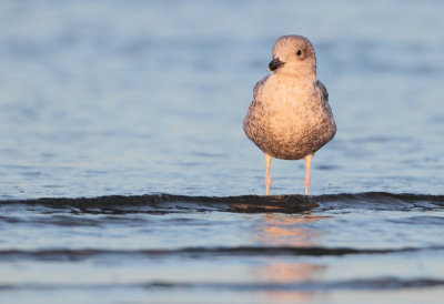 Herring Gull - Larus argentatus (Zilvermeeuw)