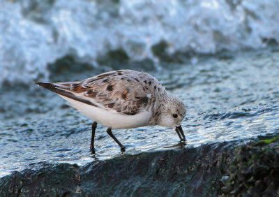 Sanderling - Calidris alba (Drieteenstrandloper)