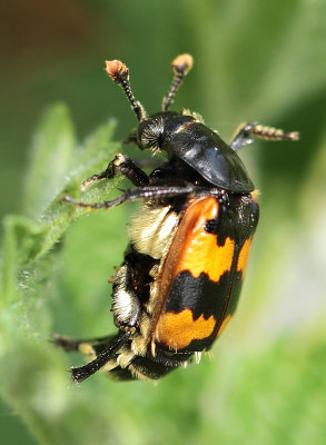 Nicrophorus vespillo (Linnaeus, 1758)