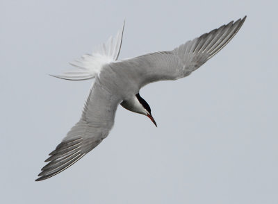 Common Tern - Sterna hirundo (Visdief)