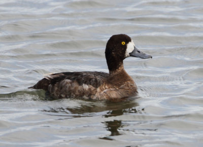 Greater Scaup - Aythya marila (Toppereend)