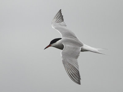 Common Tern - Sterna hirundo (Visdief)