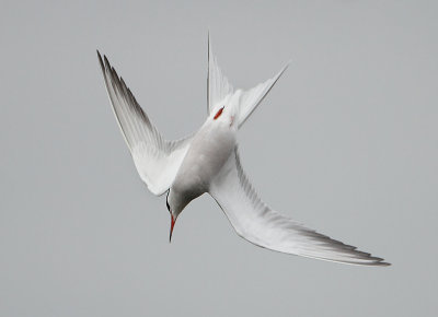 Common Tern - Sterna hirundo (Visdief)