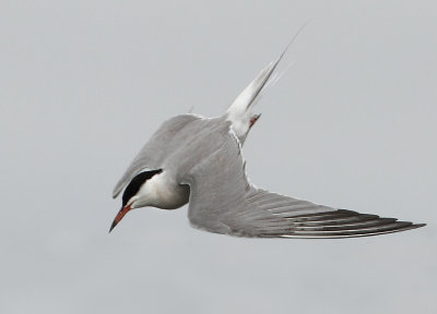 Common Tern - Sterna hirundo (Visdief)