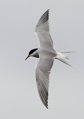 Common Tern - Sterna hirundo (Visdief)