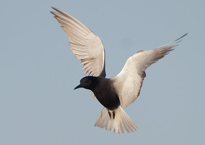 Black Tern - Chlidonias niger (Zwarte Stern)