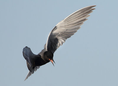 Black Tern - Chlidonias niger (Zwarte Stern)