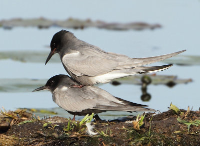 Black Tern - Chlidonias niger (Zwarte Stern)