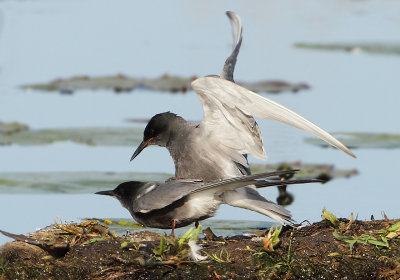 Black Tern - Chlidonias niger (Zwarte Stern)
