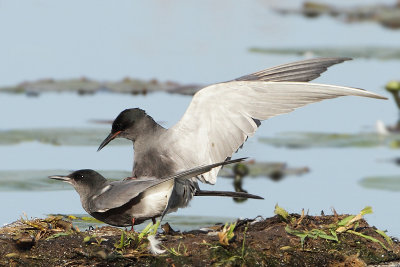 Black Tern - Chlidonias niger (Zwarte Stern)