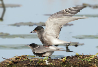 Black Tern - Chlidonias niger (Zwarte Stern)
