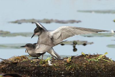 Black Tern - Chlidonias niger (Zwarte Stern)