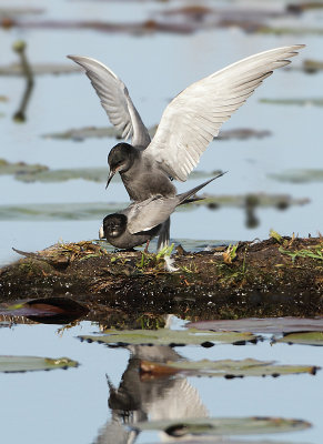 Black Tern - Chlidonias niger (Zwarte Stern)