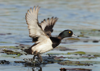 Tufted Duck - Aythya fuligula (Kuifeend)