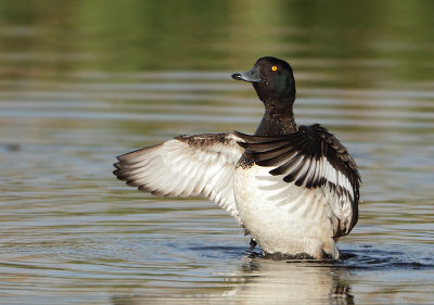 Tufted Duck - Aythya fuligula (Kuifeend)