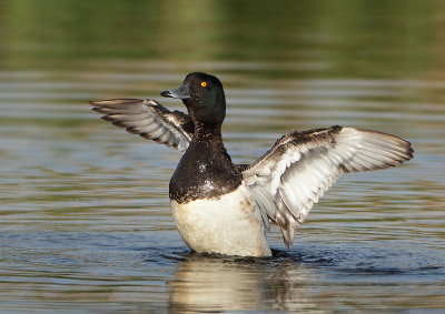 Tufted Duck - Aythya fuligula (Kuifeend)