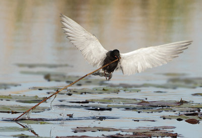 Black Tern - Chlidonias niger (Zwarte Stern)
