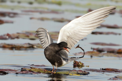 Black Tern - Chlidonias niger (Zwarte Stern)