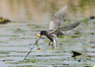 Black Tern - Chlidonias niger (Zwarte Stern)