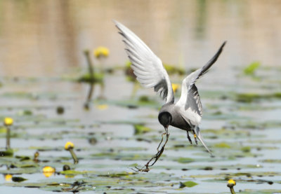Black Tern - Chlidonias niger (Zwarte Stern)