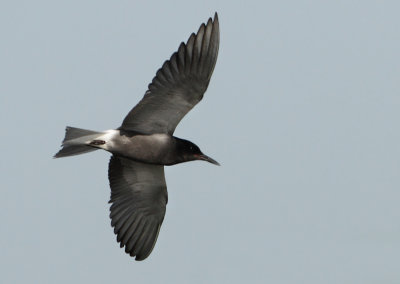 Black Tern - Chlidonias niger (Zwarte Stern)