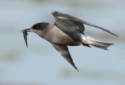 Black Tern - Chlidonias niger (Zwarte Stern)