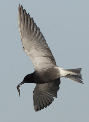 Black Tern - Chlidonias niger (Zwarte Stern)