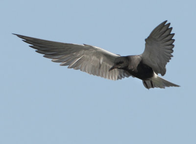 Black Tern - Chlidonias niger (Zwarte Stern)